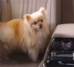 ​Водитель роскошного Hyundai Genesis G90 – против собачки (видео)